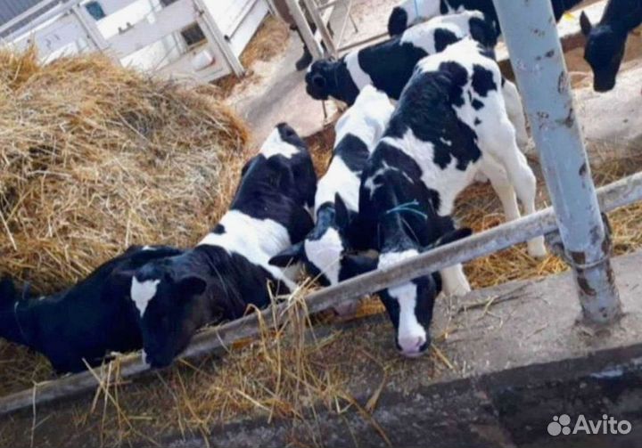 Бычки, телята на корм