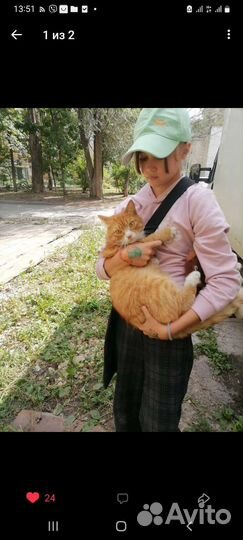 Кот ласковый