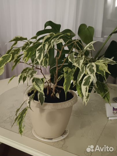 Фикусы Бенджамина