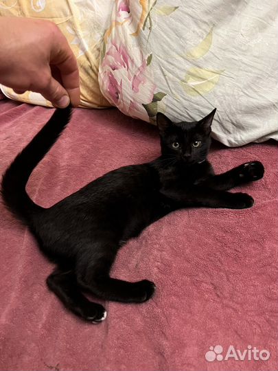 Кошка в дар