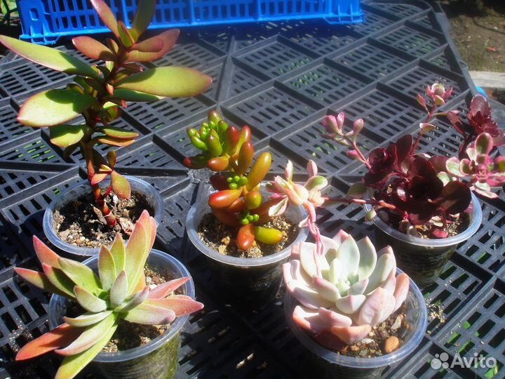 Суккуленты