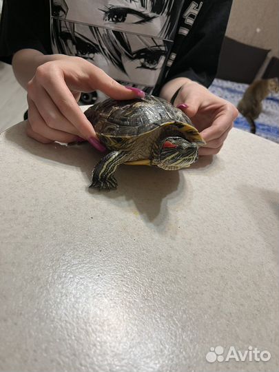 Черепаха бесплатно