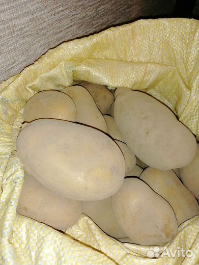 Картофель крупный Скраб