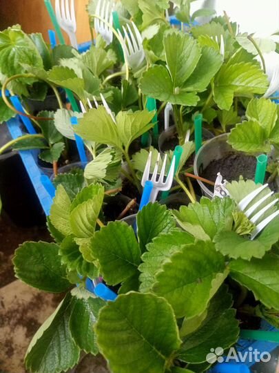 Клубника саженцы