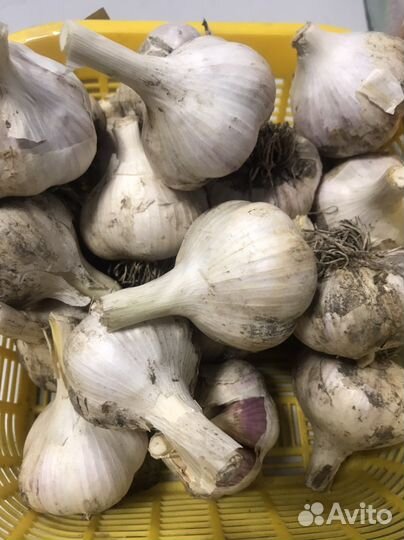 Чеснок