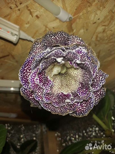 Глоксиния лист на срез