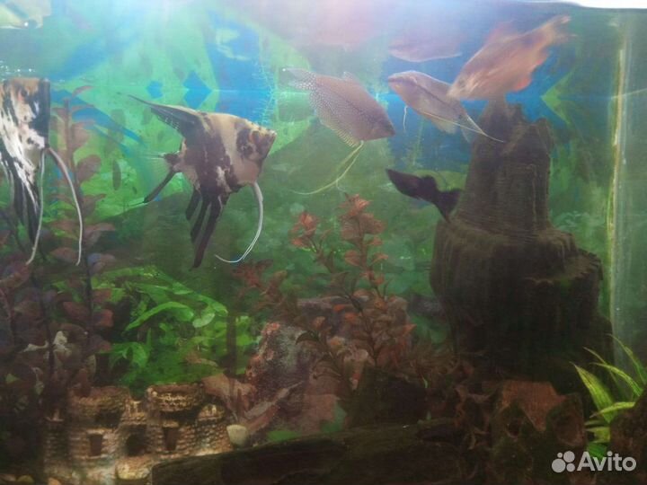 Аквариум с тумбой бу