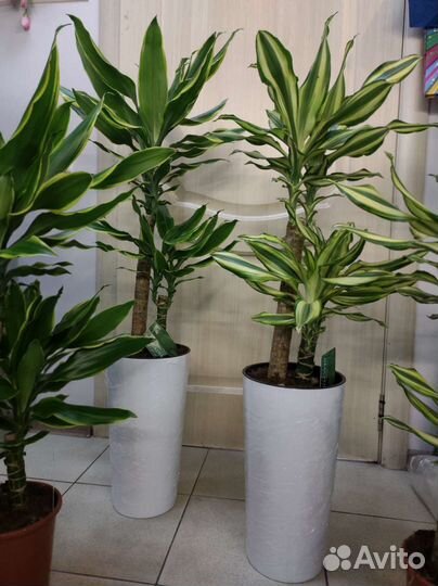 Драцена голден Кост