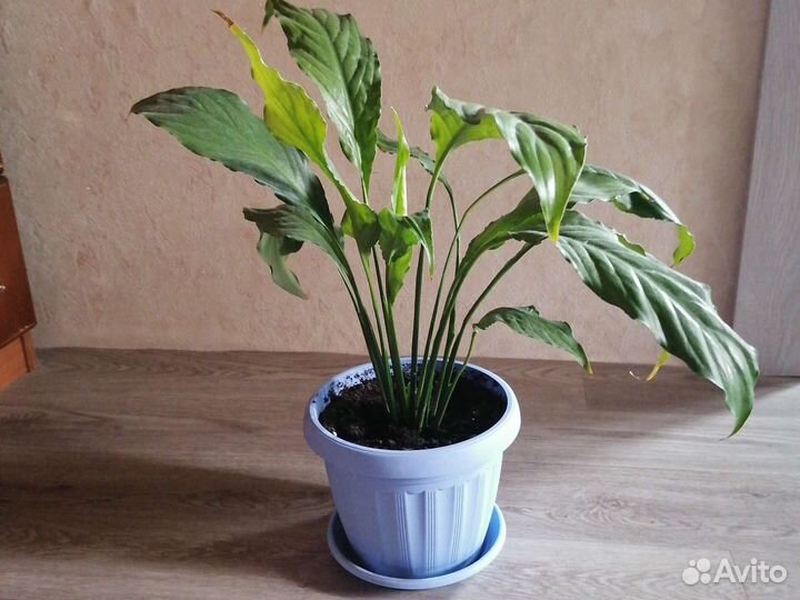 Спатифиллум