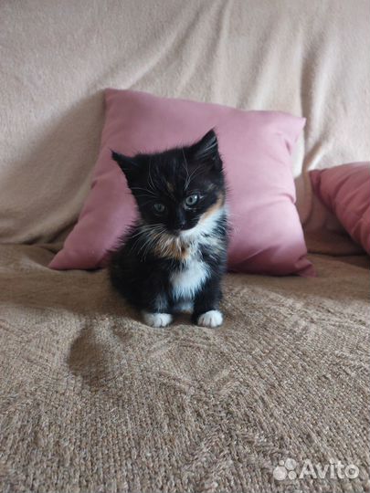 Голубоглазая кошечка