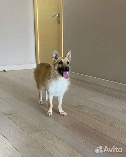 Терьер коротколапик