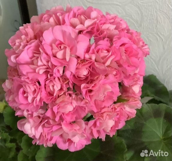 Пеларгония Australien Pink Rosebud