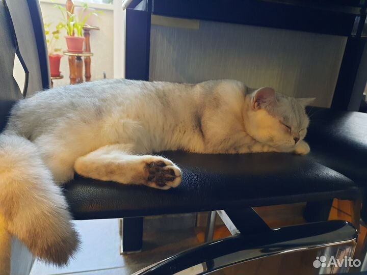 Кошки шотландцы