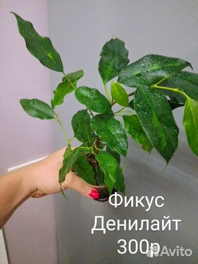 Фикусы сортовые часть1