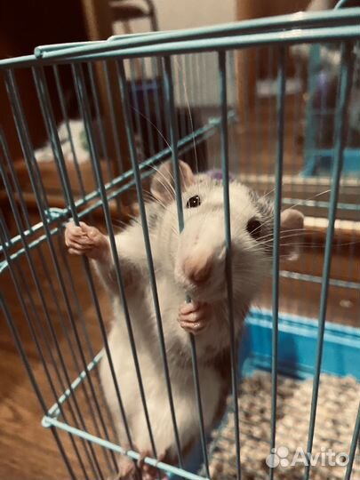 Крыса дамбо с клеткой