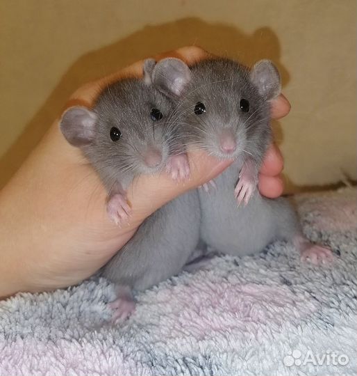 Крысята Дамбо крыса клетка