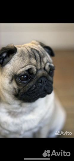 Мопс вязка мальчик