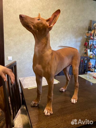 Фараонова собака щенок