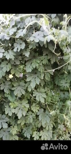 Очень красивое растение с цветочками