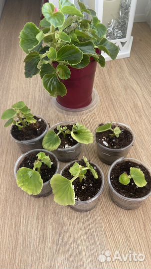 Бегония вечноцветущая махровая