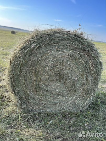 Продам сено в рулонах