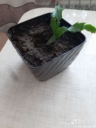 Декабрист шлюмбергера