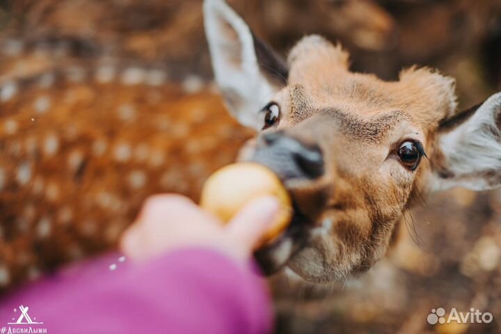 Оленья ферма, Черемшанские карьеры, озеро Иткуль