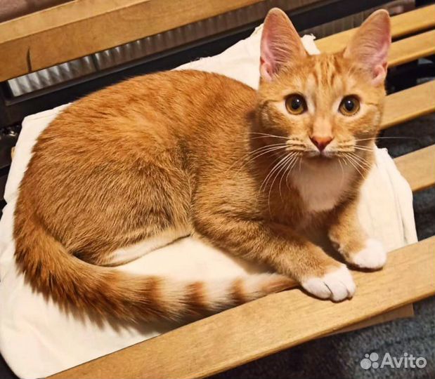 Кошечка рыжая красотка в добрые руки бесплатно