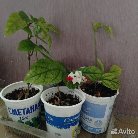 Цветущий клеродендрум томпсона