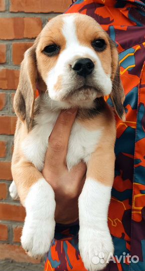 Щенки бигль