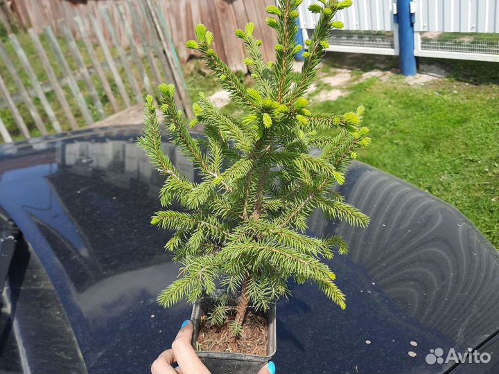 Ель сибирская саженцы