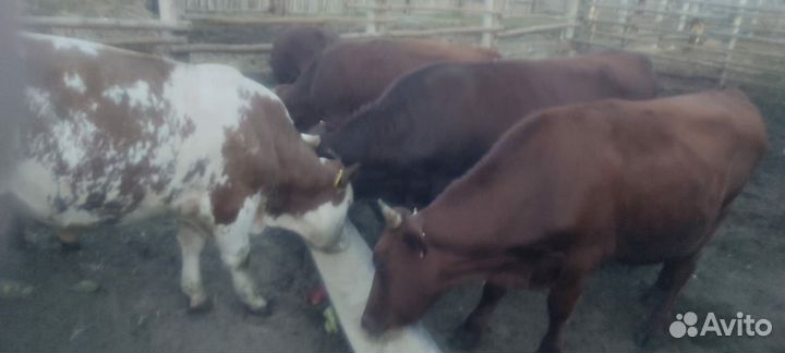 Бычки и быки