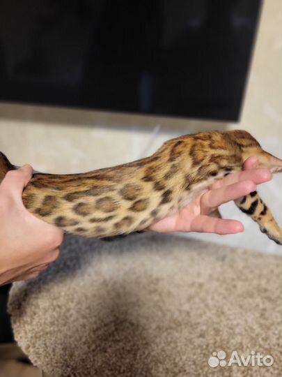 Бенгальские котята