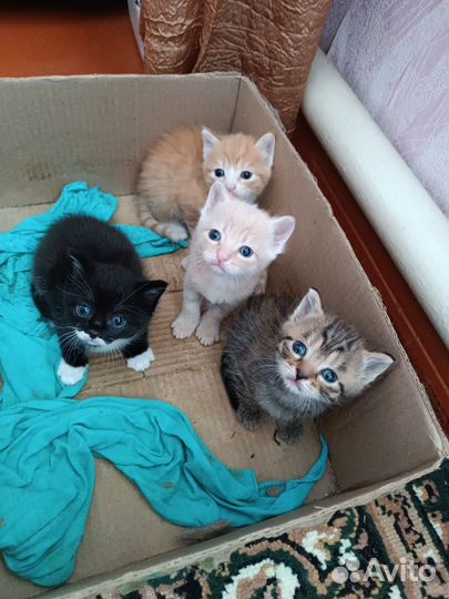 Котята в добрые руки даром