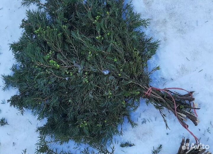 Веник для бани можжевельник свежие банные купить