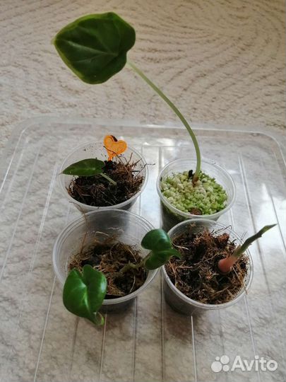 Алоказии,Маранта лемон лайм,Аглаонема