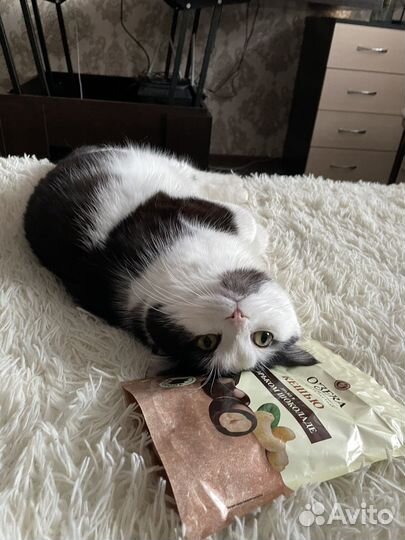 Очень ласковый кот в добрые руки, к лотку приучен