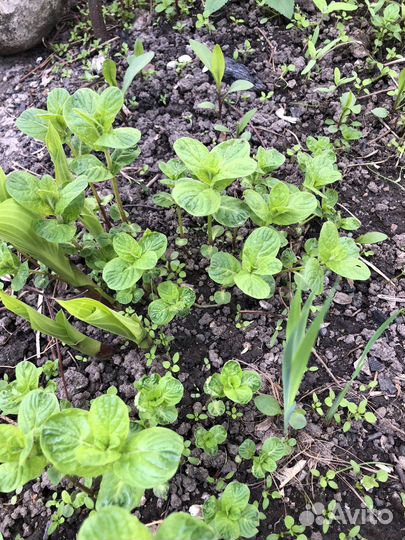 Пряные травы для дачи