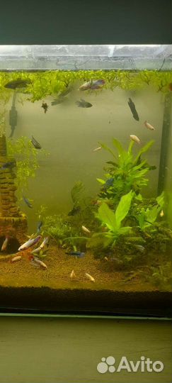 Аквариумные рыбки петушки