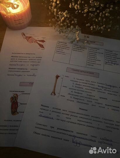 Репетитор по биологии огэ