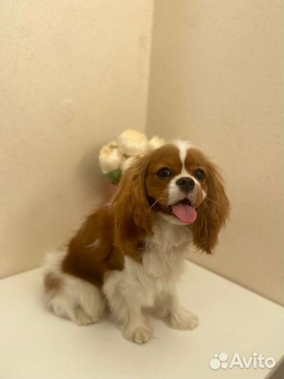 Грумер стрижка собак