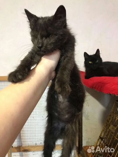 Котик с сво