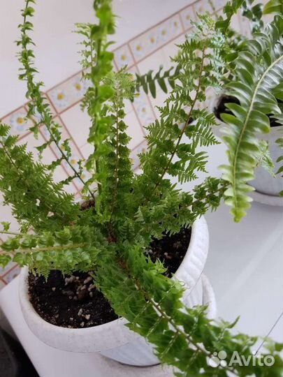 Папоротник