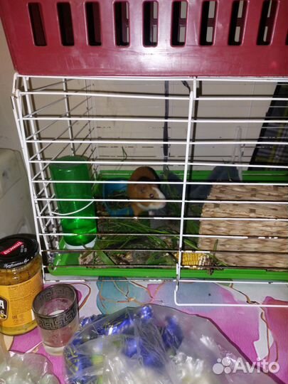 Морская свинка с клеткой бесплатно