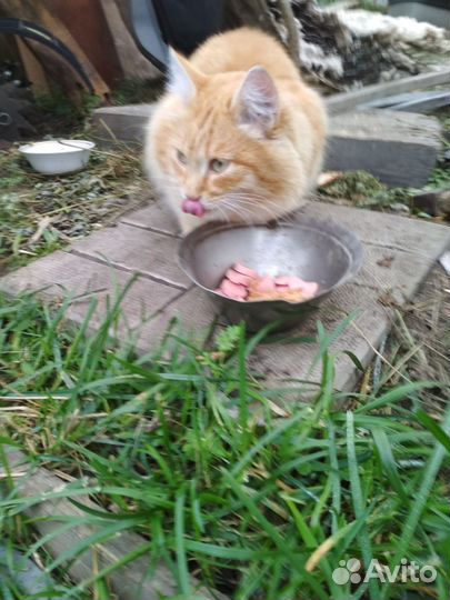 Кот-потеряшка