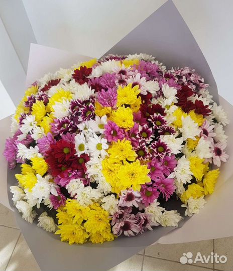 51 хризантема цветы, хризантемы, ромашки