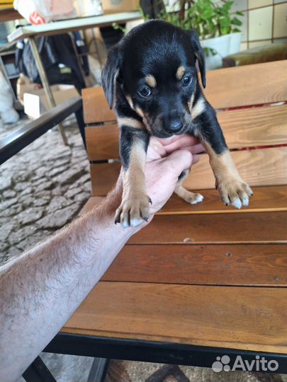 Щенок в добрые руки бесплатно