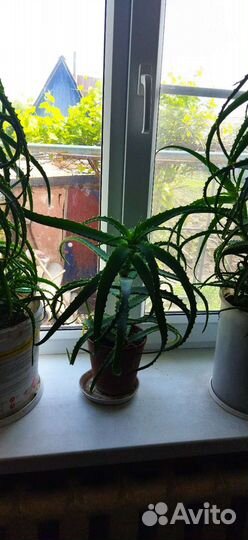 Алоэ лечебный, восьмилетний