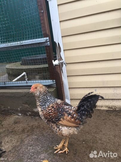 Молодые Петухи