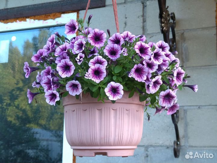 Рассада вегетативной петунии и колибрахоа